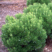 Holly, Inkberry Shamrock #3